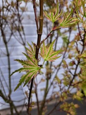 Acer palmatum 'Higasayama Japanse esdoorn boom