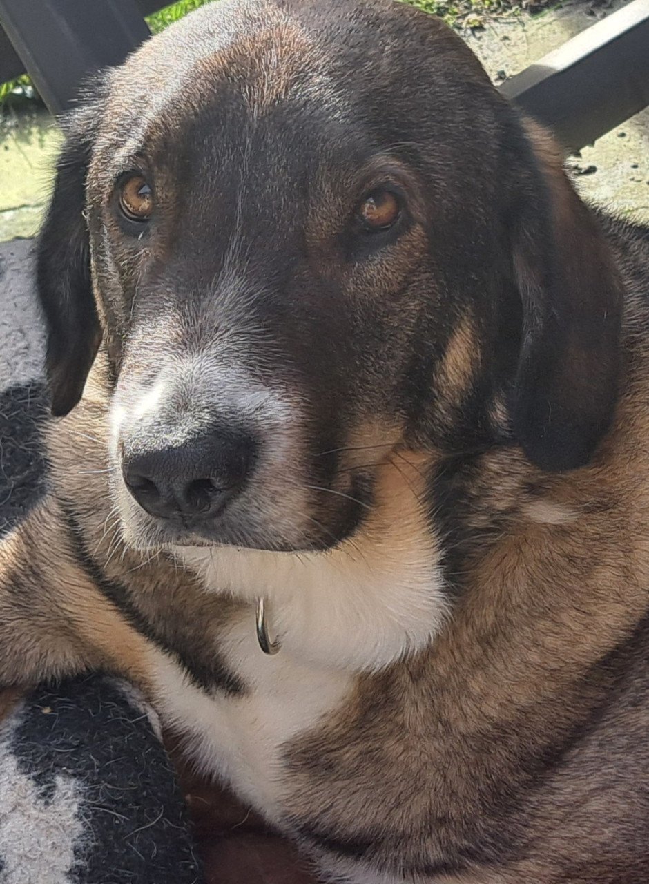 Knappe Ted ter adoptie