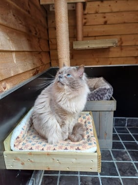 Mooie lieve Ragdoll Blue Point kater met stamboom