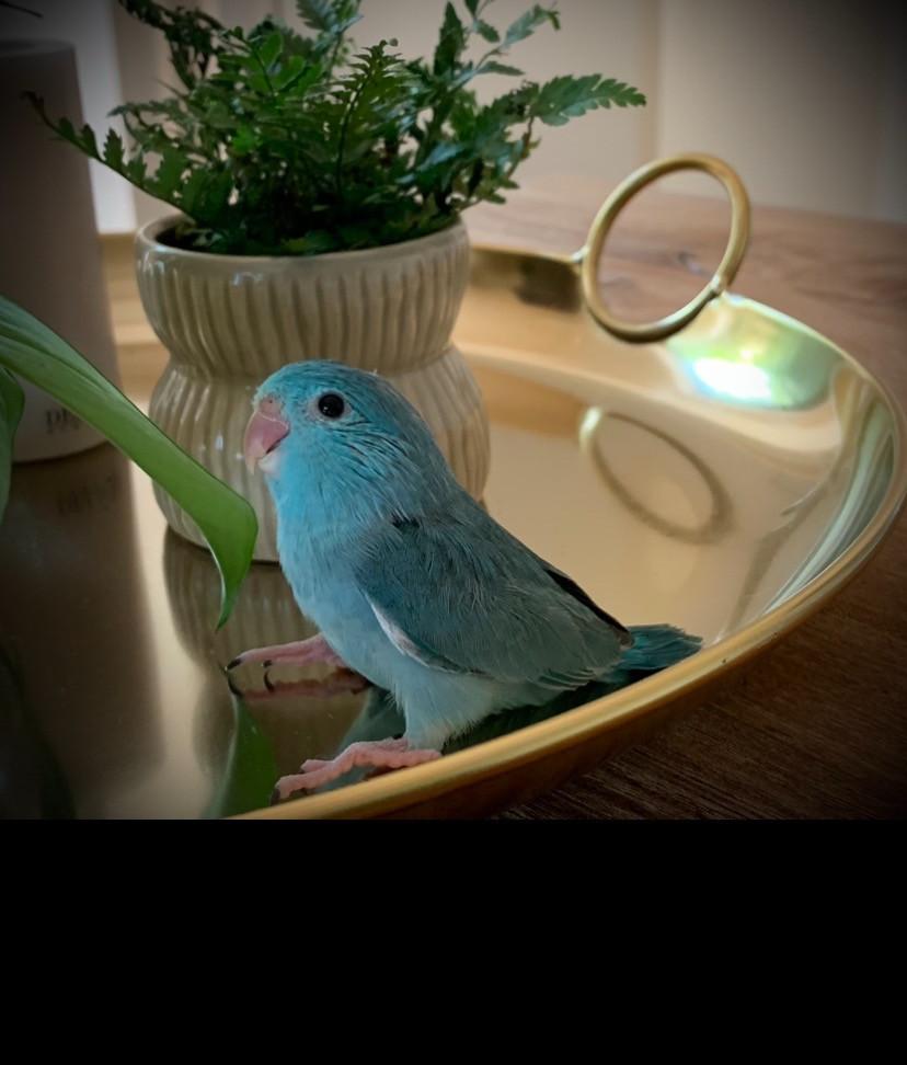 Forpus Baby’s net uit het nest