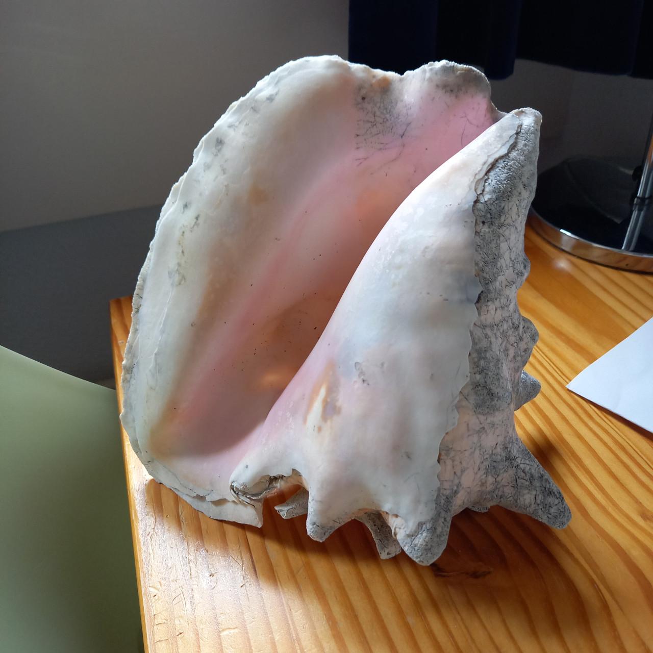 Mooie grote schelp
