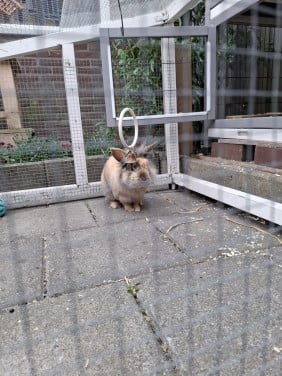 Konijn