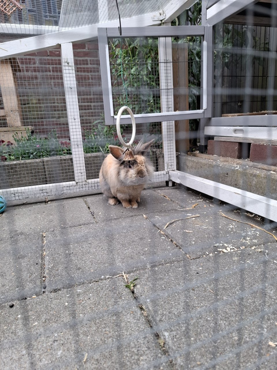 Konijn