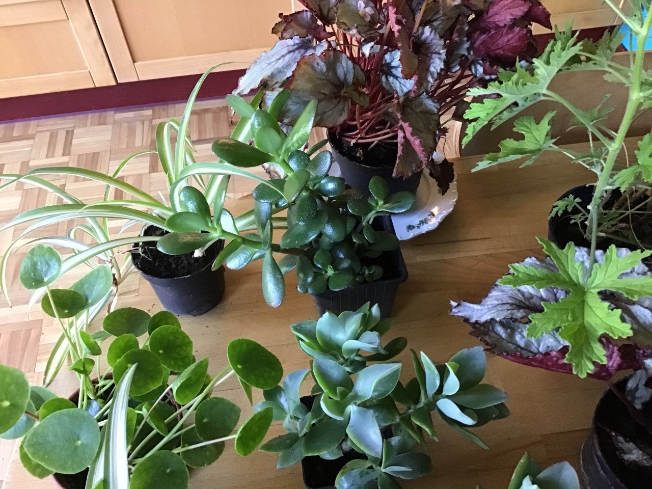 Kamerplanten mooie planten  nu 6 soorten