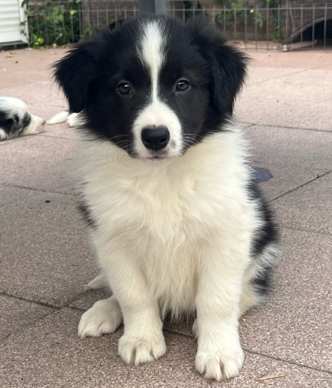 Border collie puppy’s