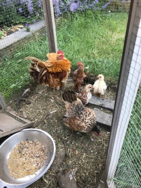 Serama kipje en haantje (kuikens 8 weken)