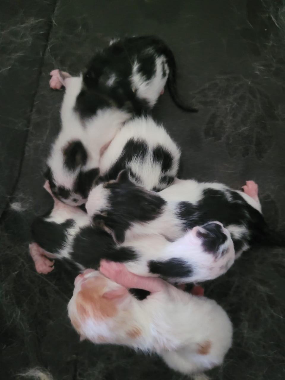 Kittens