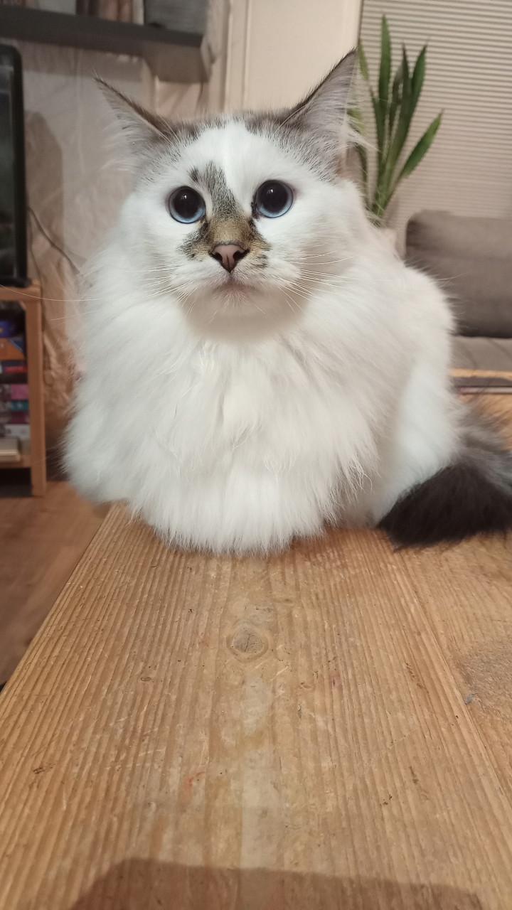 Siberische Kater