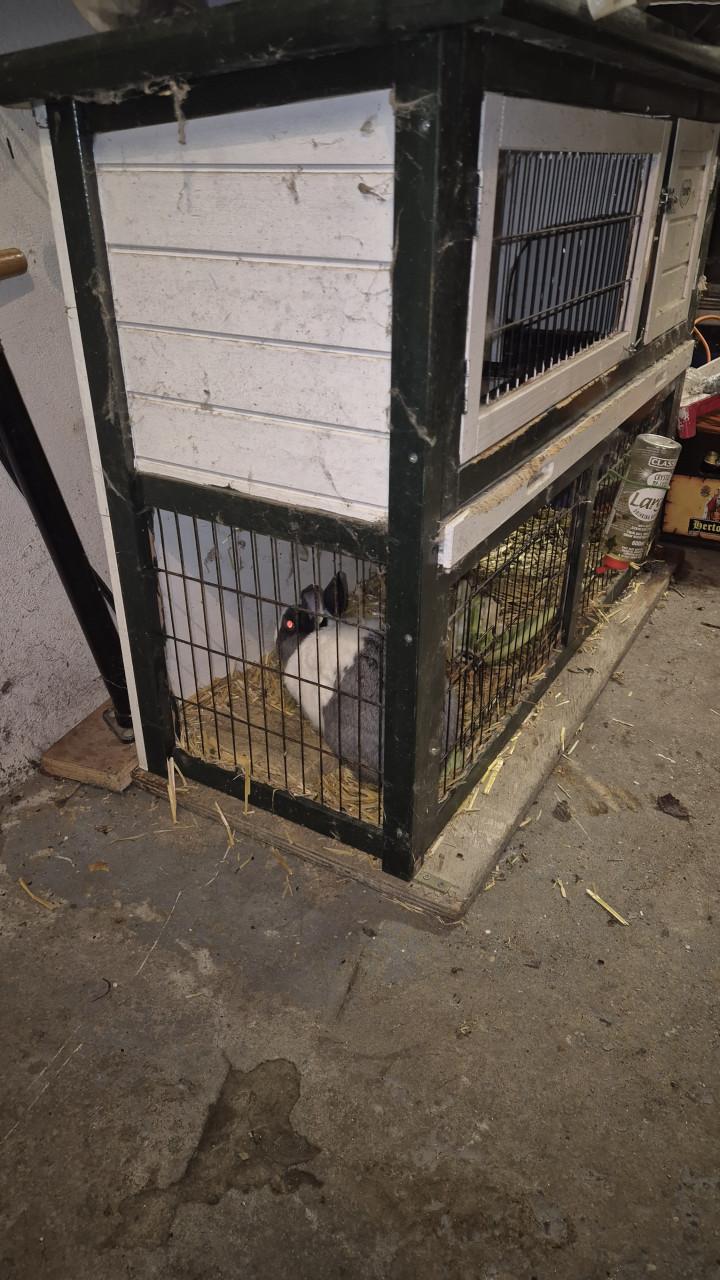 Konijn met hok