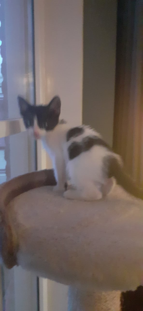 Warm nestje voor kittens gezocht😻