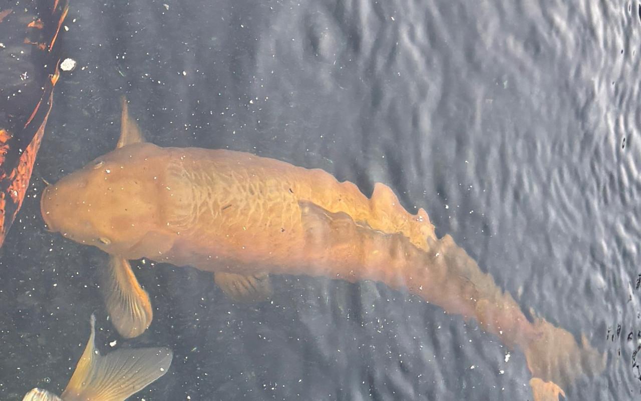 Koi groot Oranje-bruin