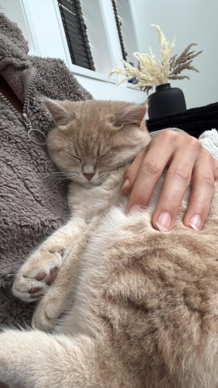 2 Britse korthaarkatten
