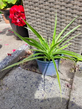 Planten