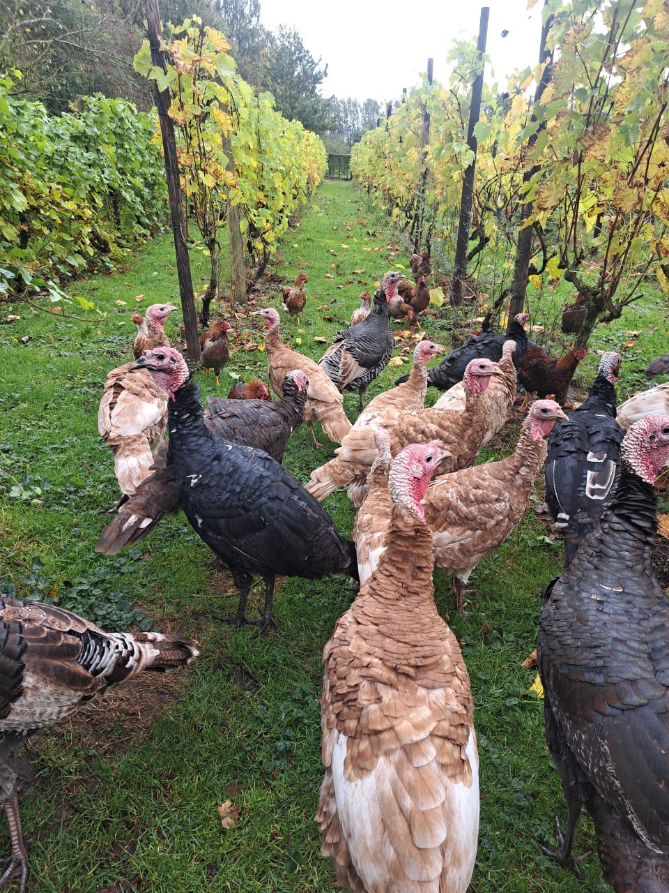 Rode Ardenner Kalkoenen