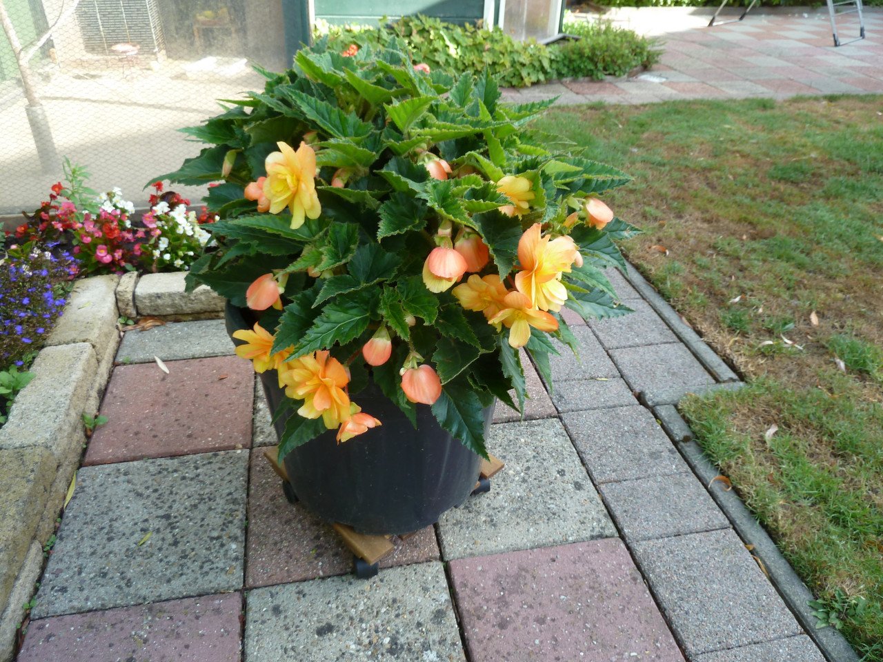 Mooie bloeiende knolbegonia