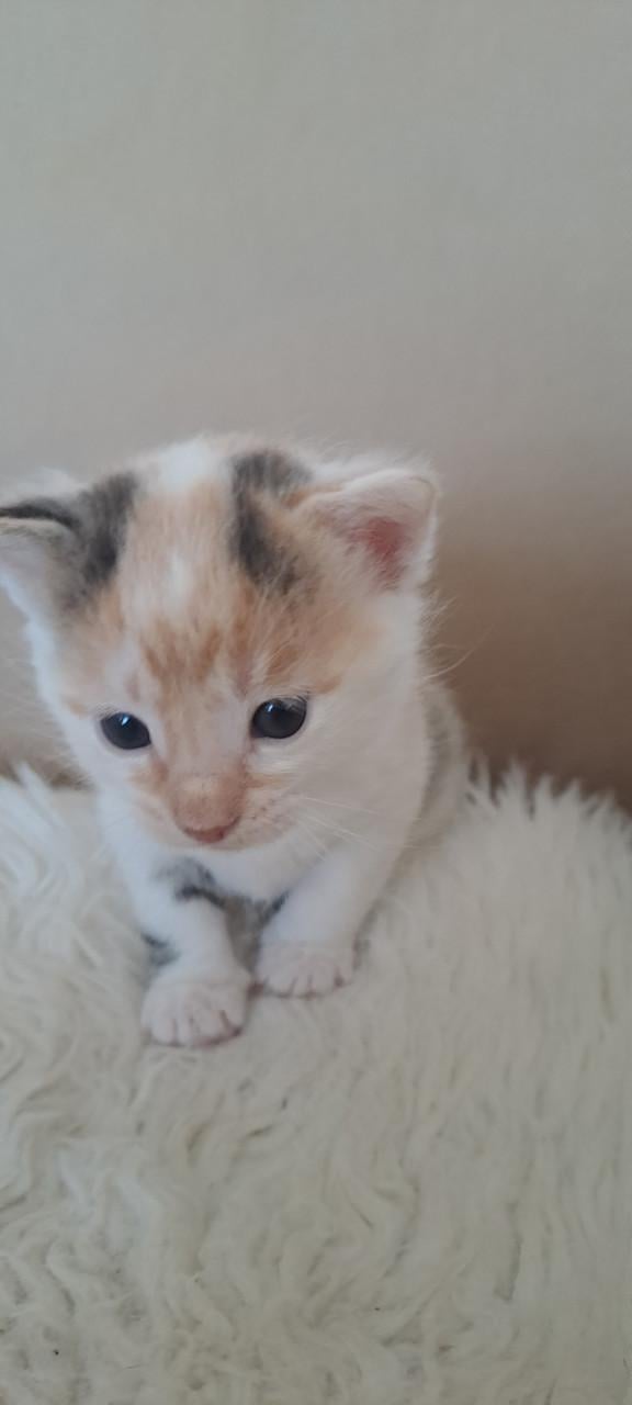 5 schattige kittens