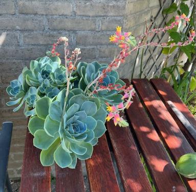 Prachtige Echeveria succulent met meerdere rozetten en lange, bloeiend