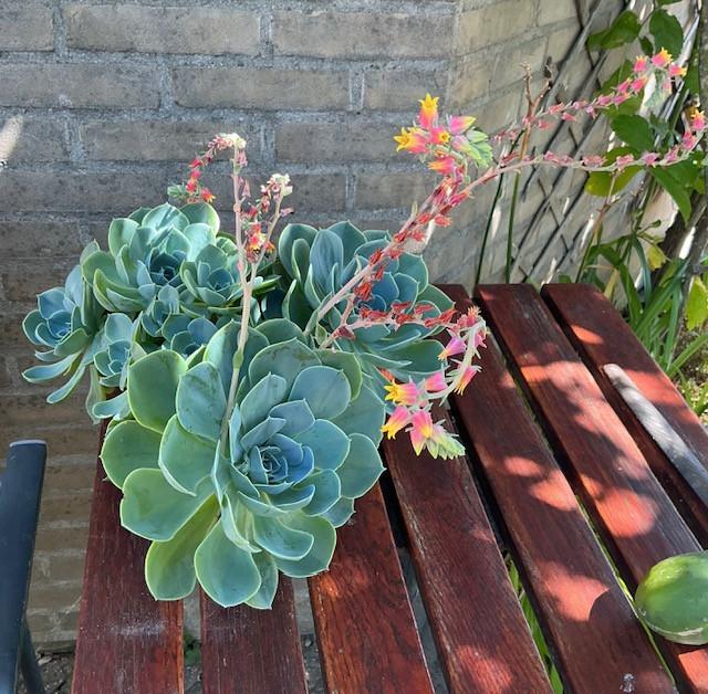 Prachtige Echeveria succulent met meerdere rozetten en lange, bloeiend