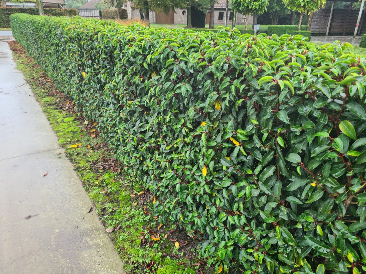 Portugese laurier 100-125 cm potgekweekte haagplanten