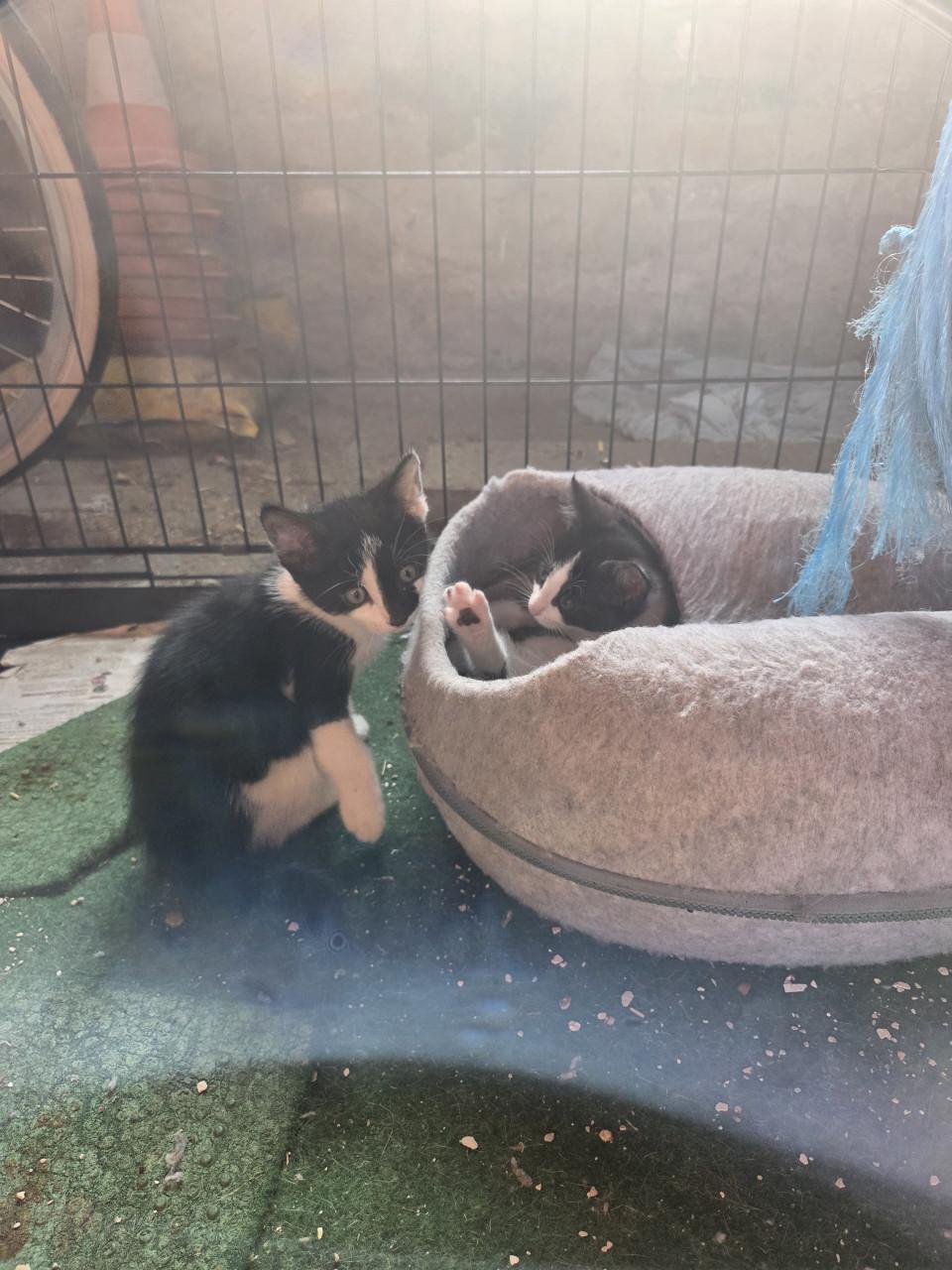 Kittens