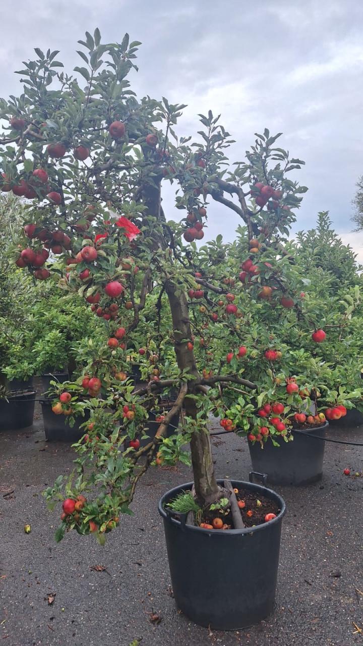 Elstar Appelbomen