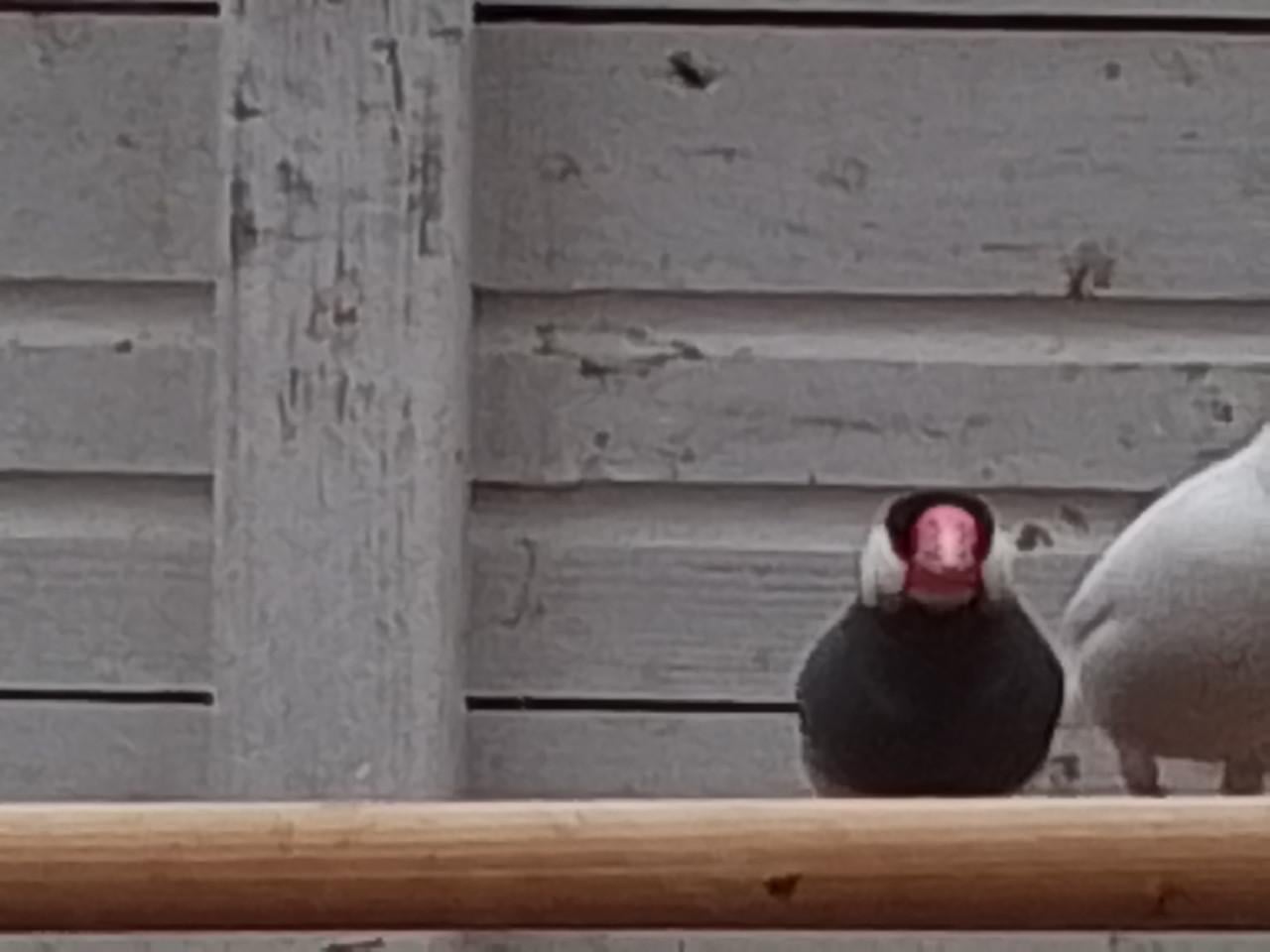 Koppel witte rijstvogels en wildkleur pop