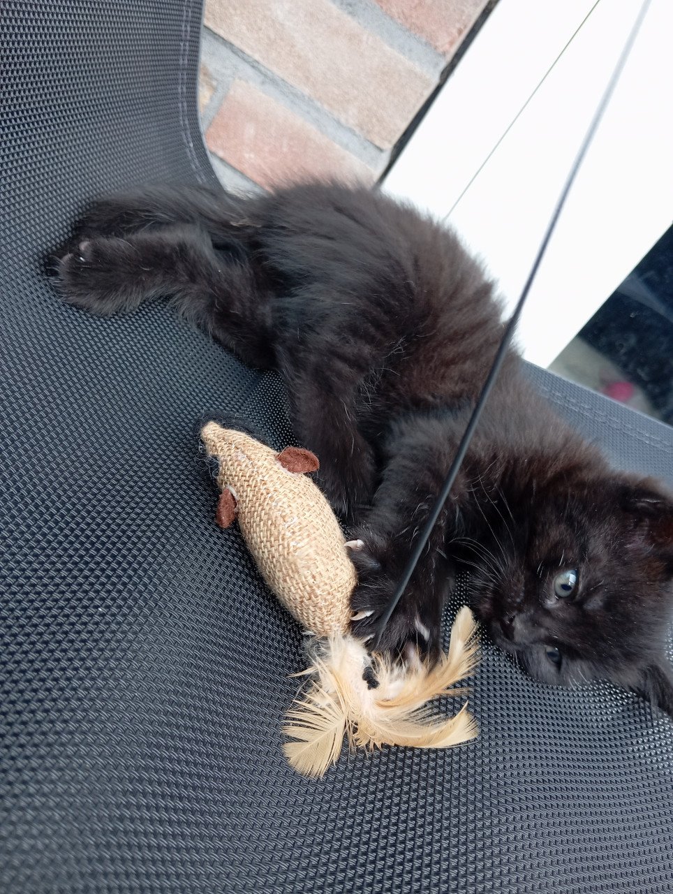 Kitten mannetje