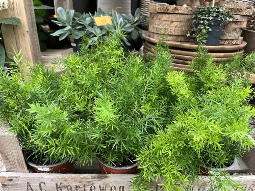 Kamerplanten toppers!