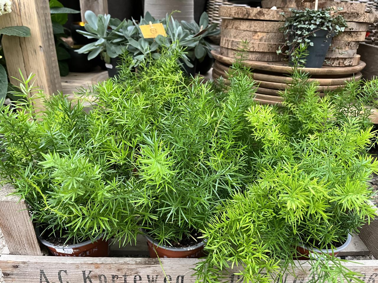 Kamerplanten toppers!