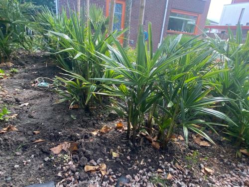Stekken van Chinese waaierpalm (Trachycarpus)