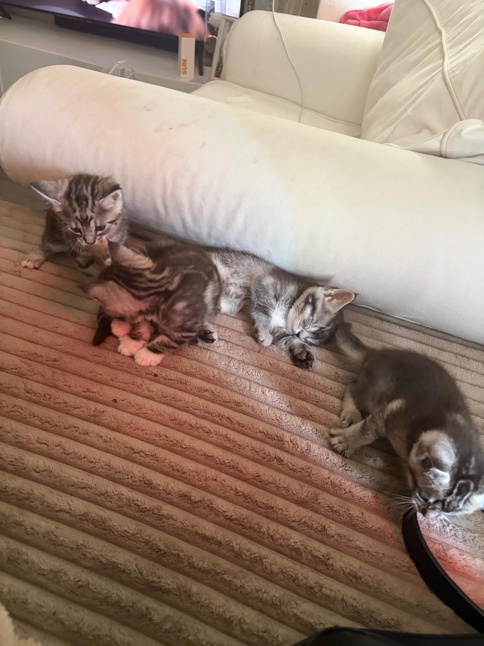 Nog 2 kittens halve maine coon