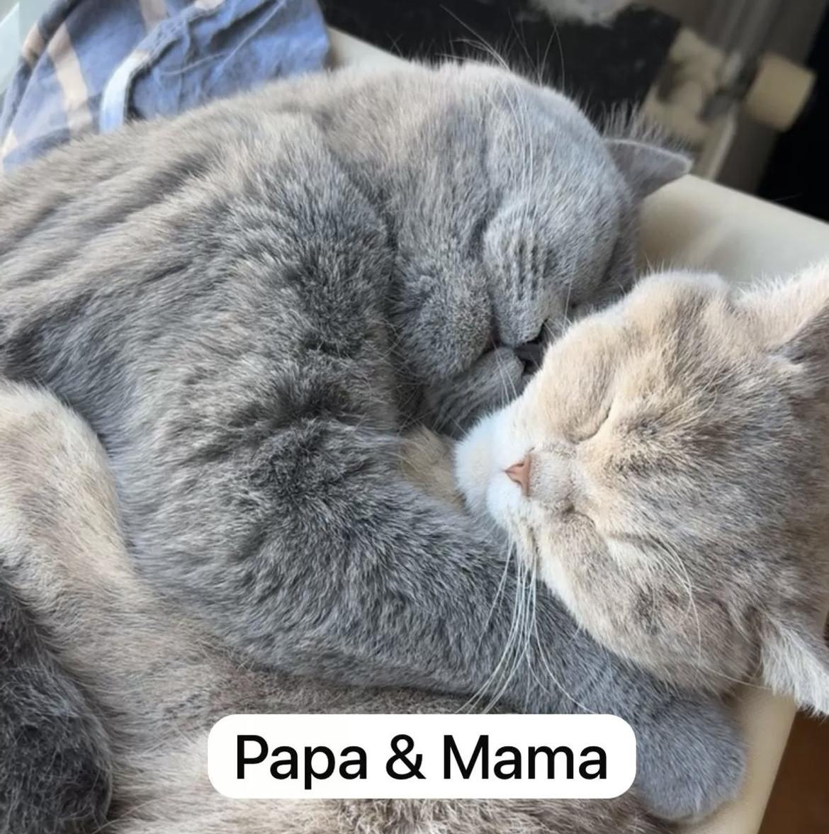 Britse korthaar kittens (nog 2 beschikbaar)