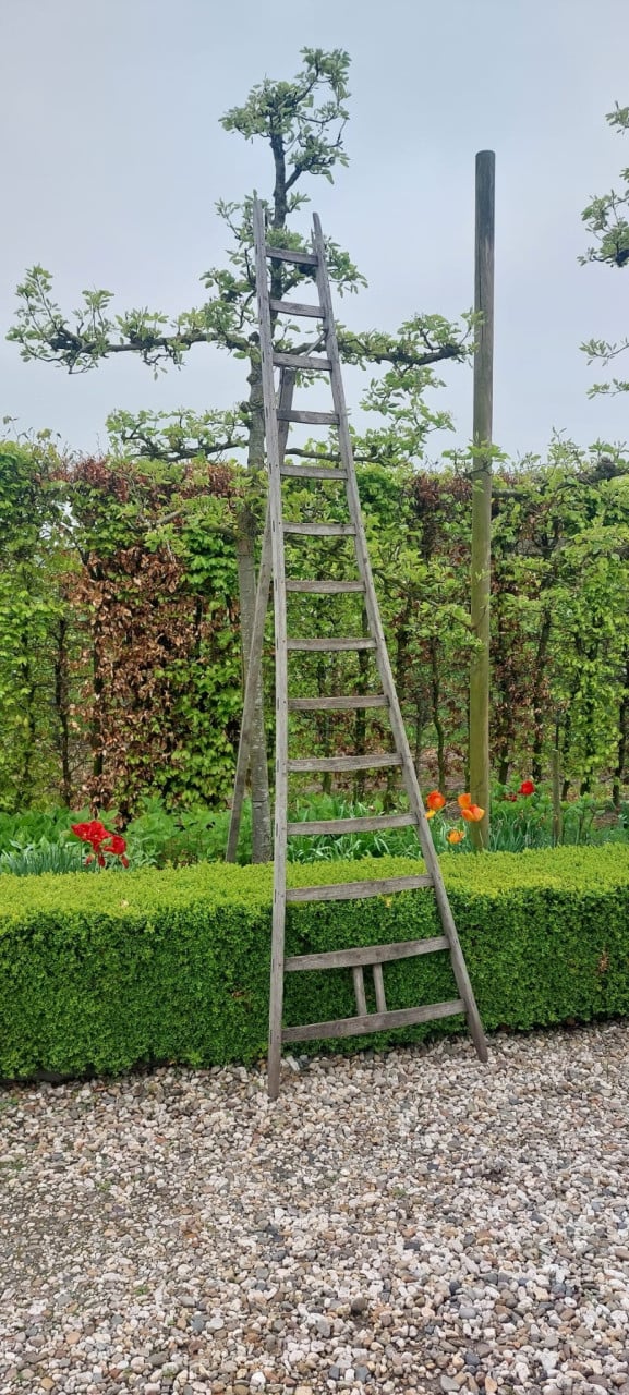 Originele 3 poot kersenladder