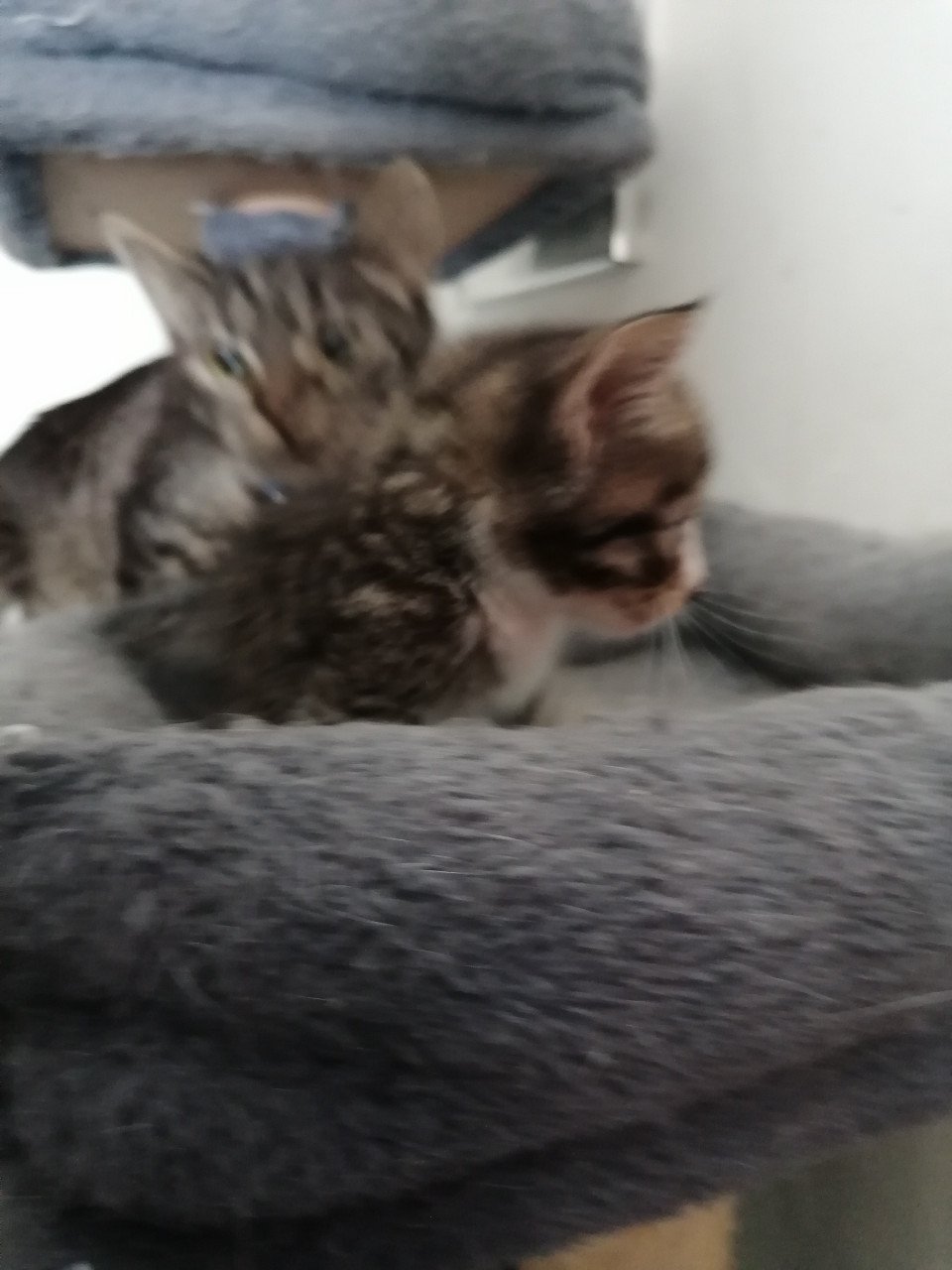 5 kittens