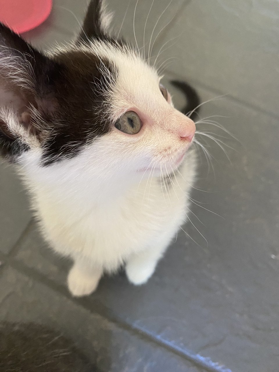 3 kittens