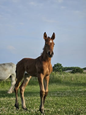 Knap merrieveulen, boulonnais x kwpn