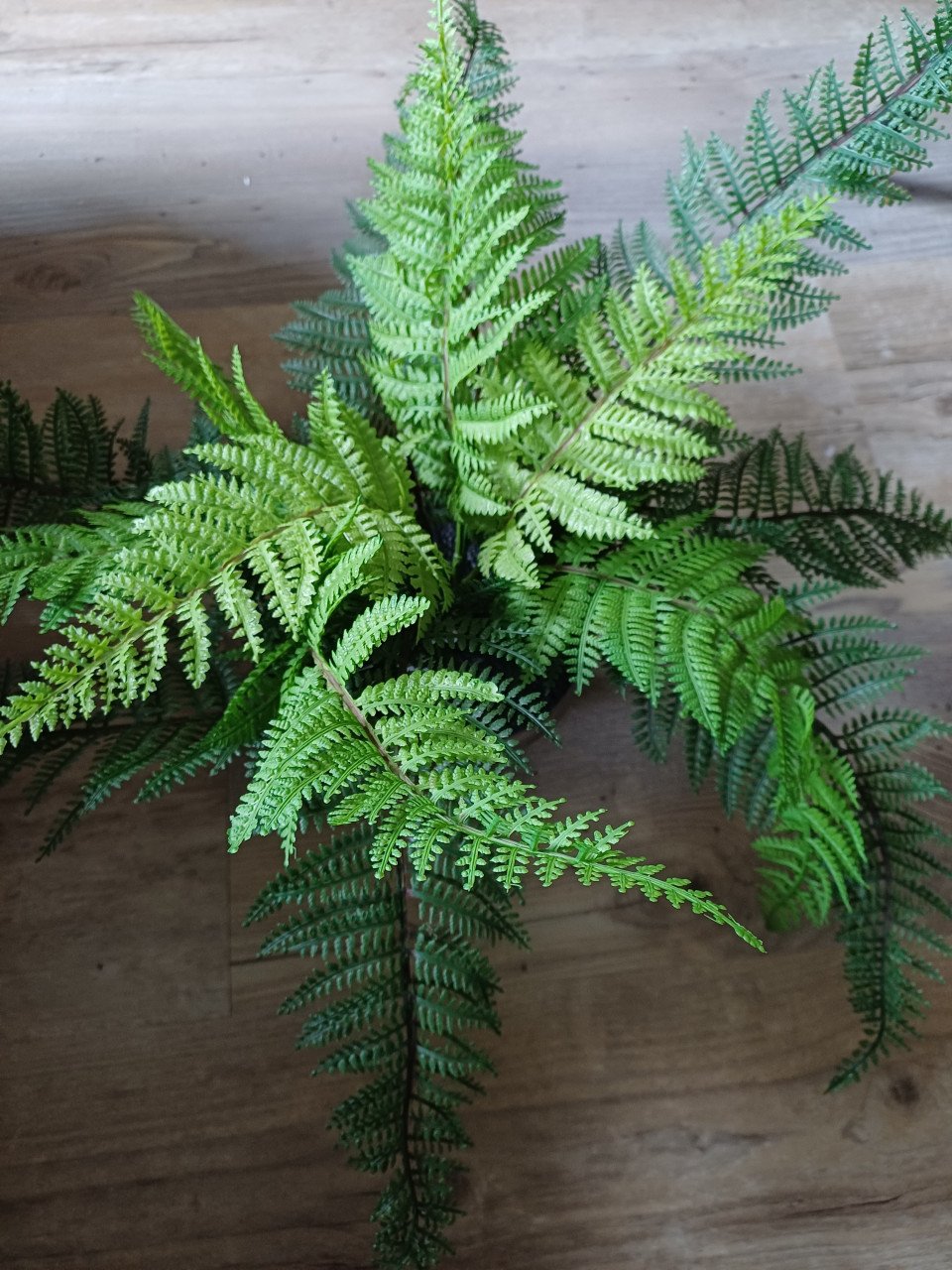 Kunst planten