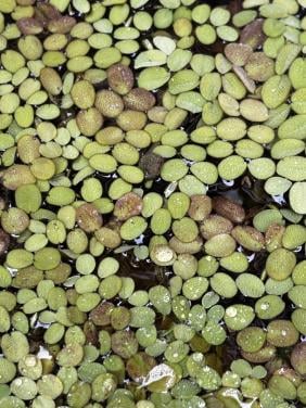 Salvinia Natans - drijfplant