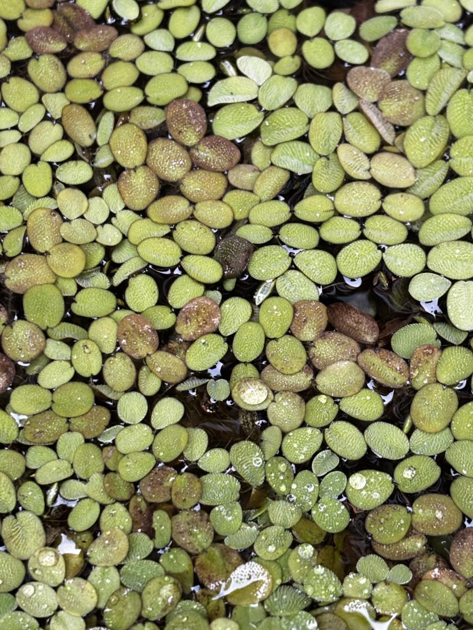Salvinia Natans - drijfplant