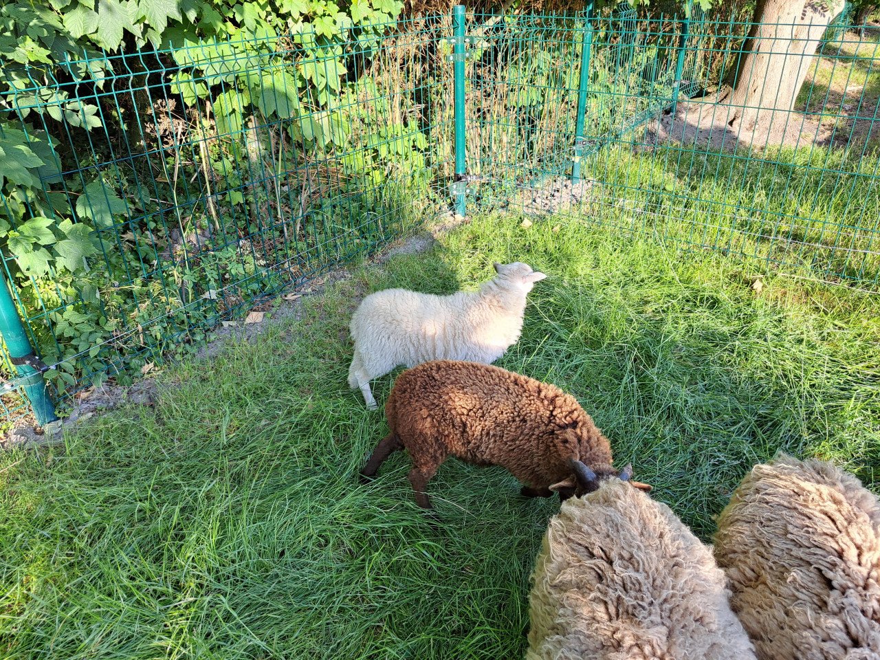 Ouessant schapen