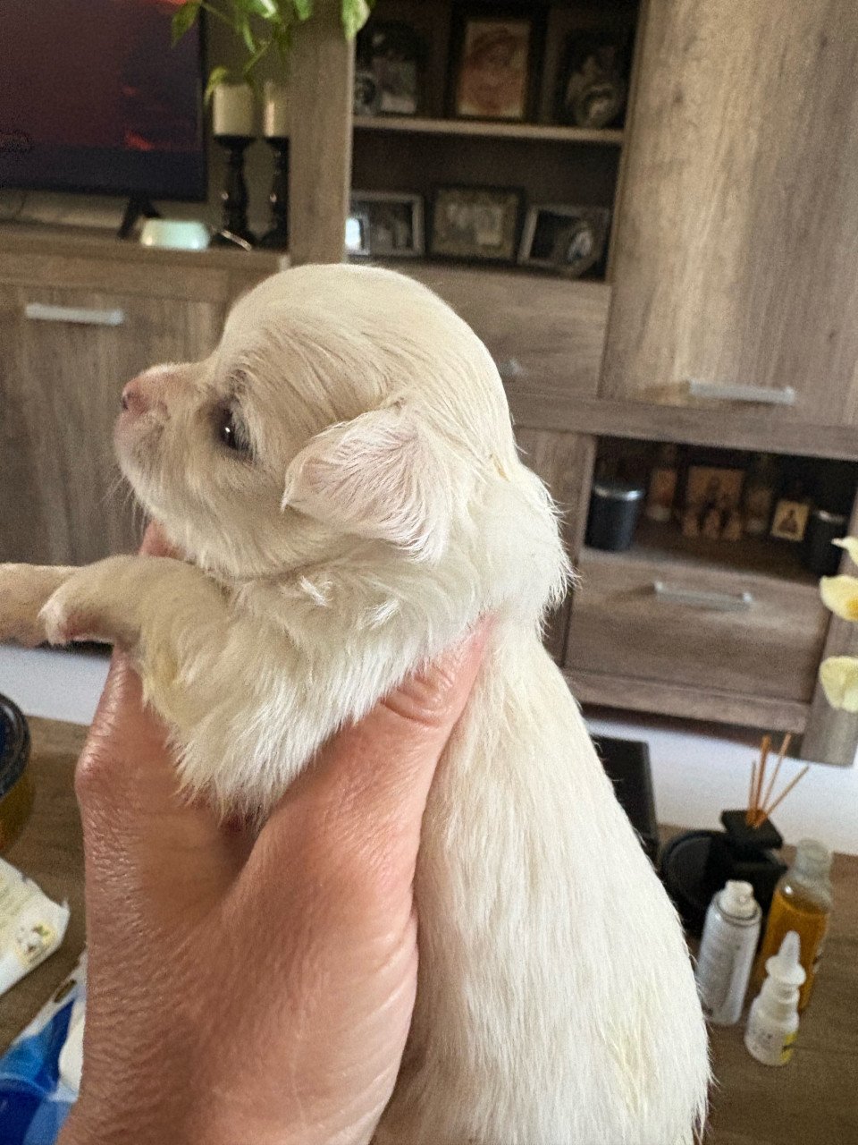 Chihuahua puppies