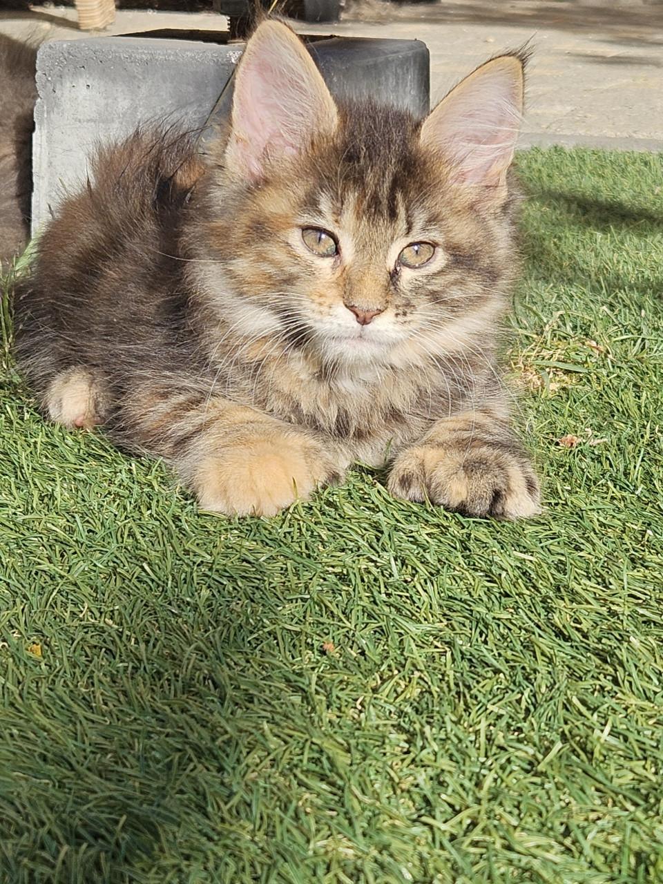 Maine coon kitten