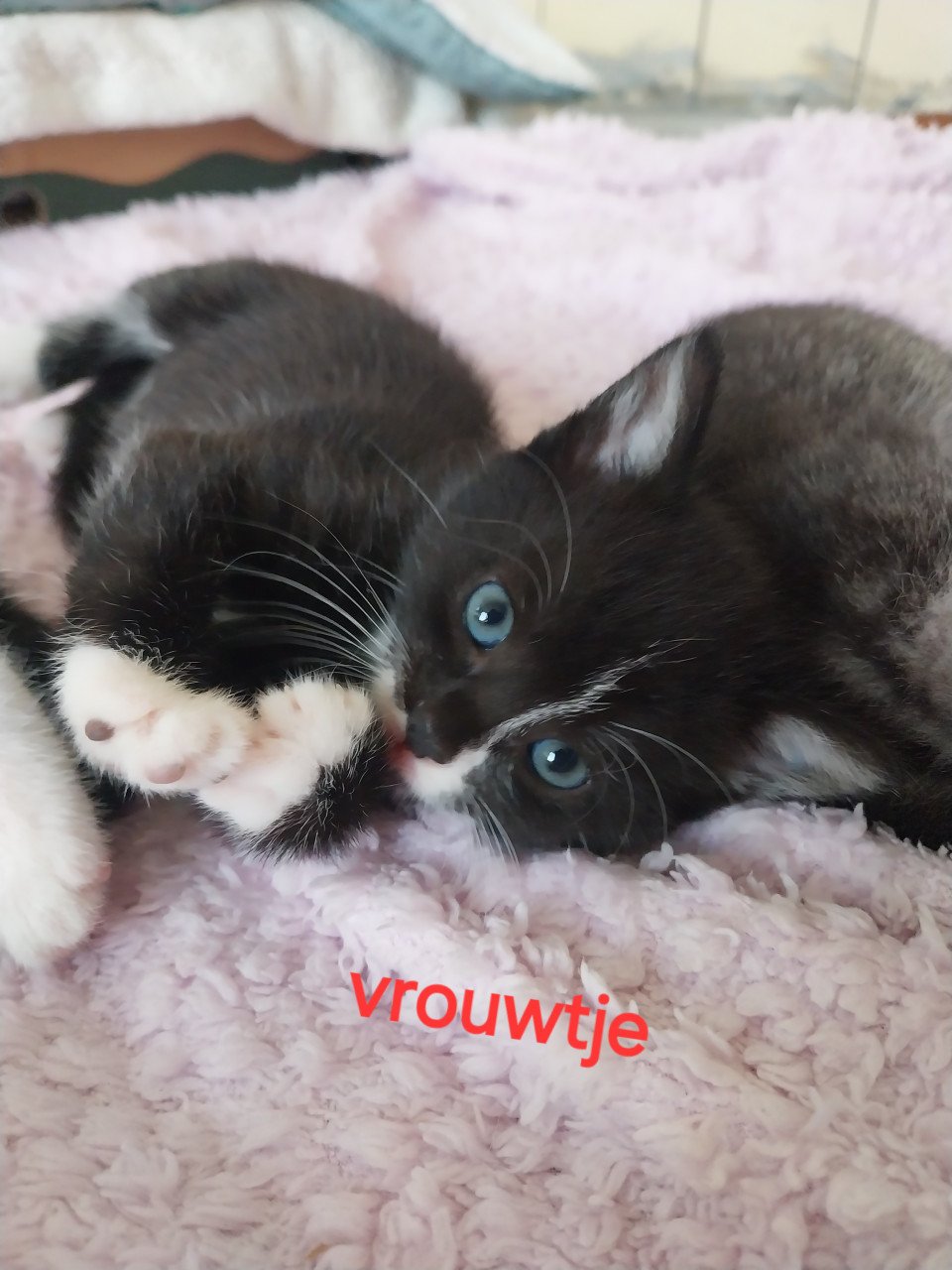 Lieve kittens te koop!