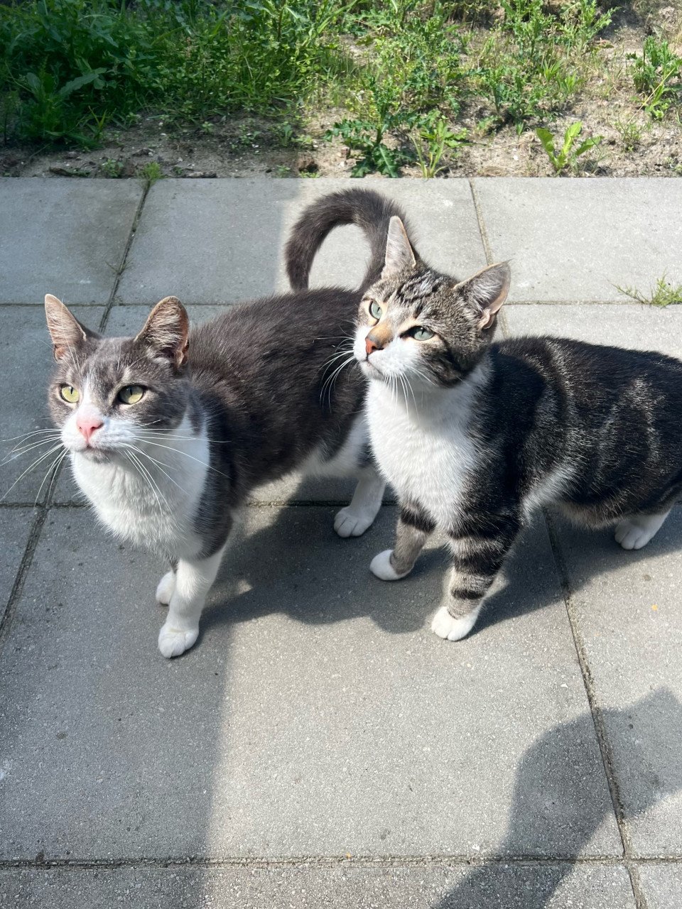 Kater (Puck)