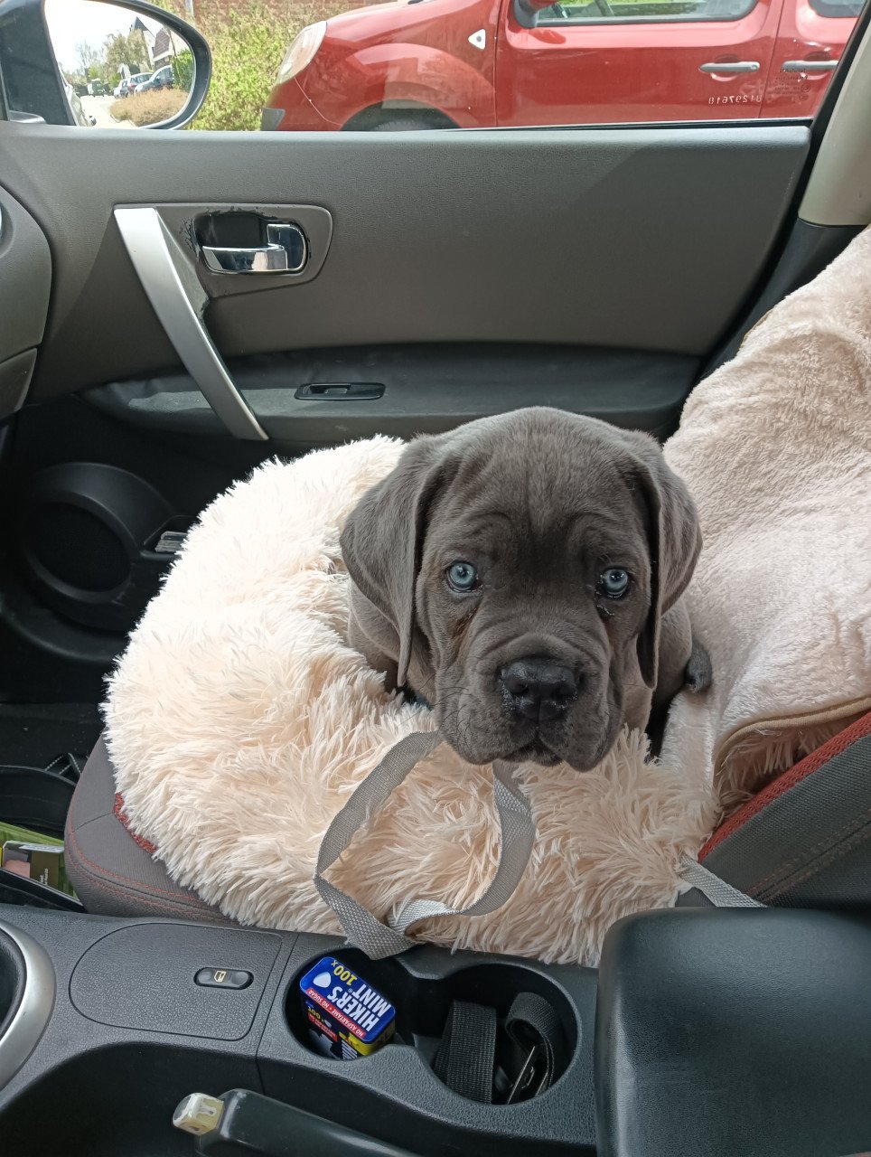 Mooie Cane Corso