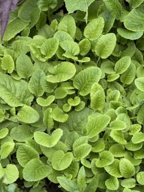 Tuinplanten, gratis af te halen, neem een pot/bak mee