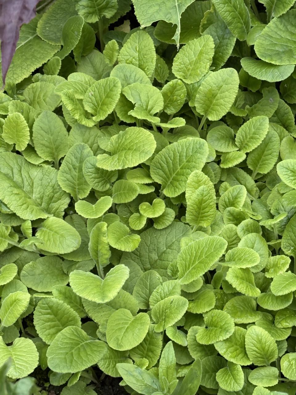 Tuinplanten, gratis af te halen, neem een pot/bak mee