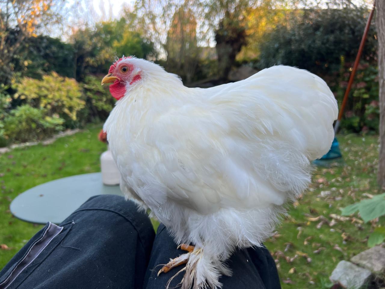 Cochin kriel haan (3 maanden)