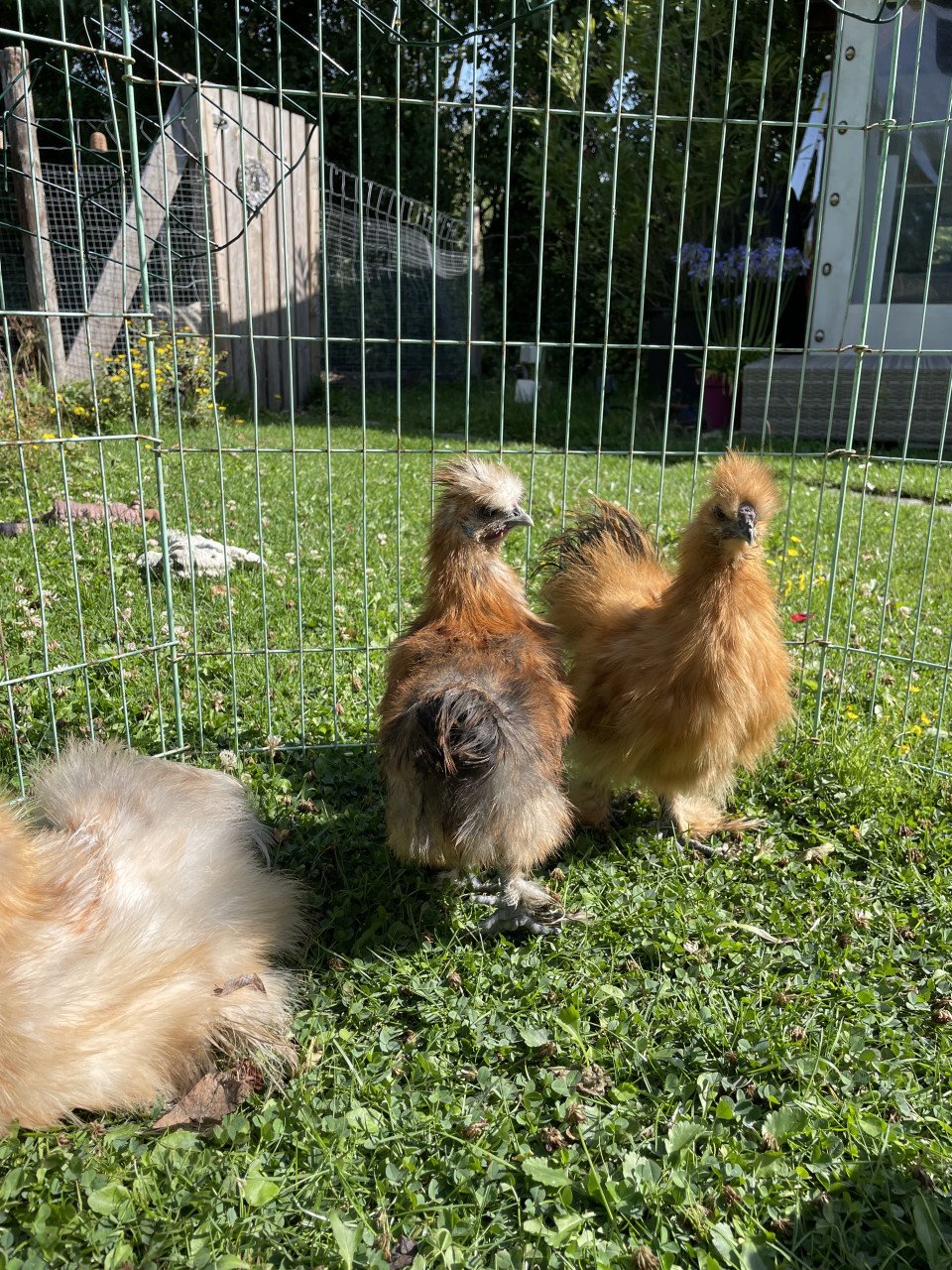 Drie zijdehoen haantjes zoeken fijn thuis. 12 weken oud