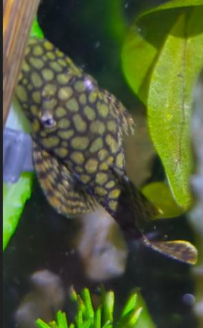 Wabenmuster L519 (Honeycomb)